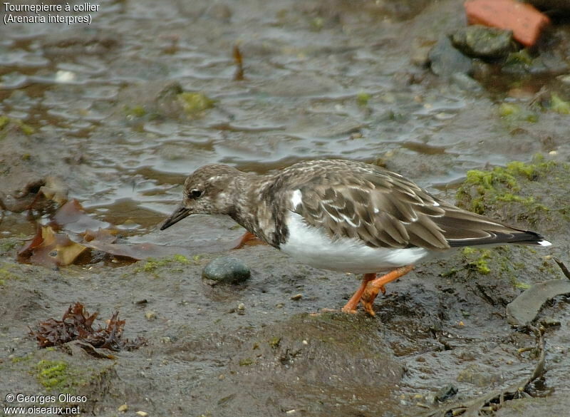 Ruddy Turnstone