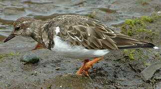 Ruddy Turnstone