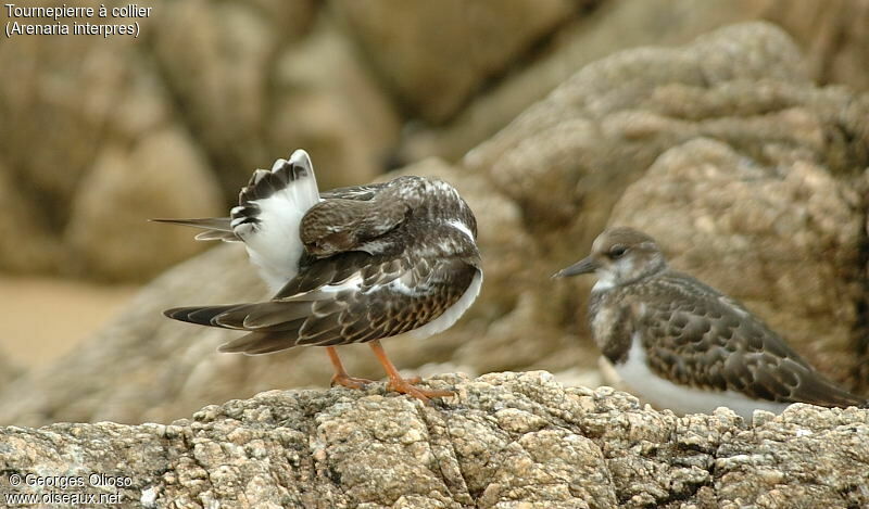 Ruddy Turnstone