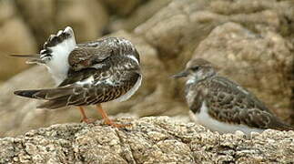 Ruddy Turnstone