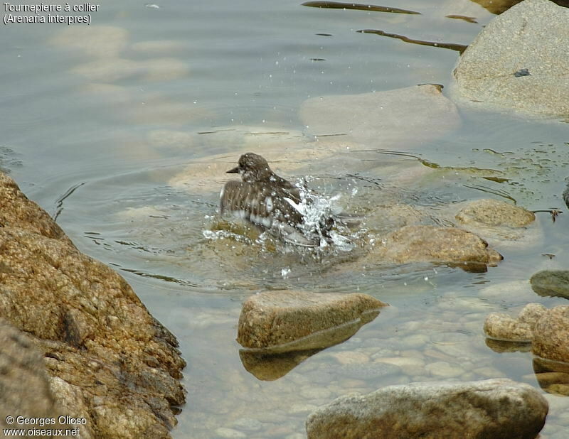 Ruddy Turnstone