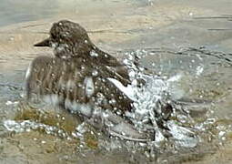 Ruddy Turnstone