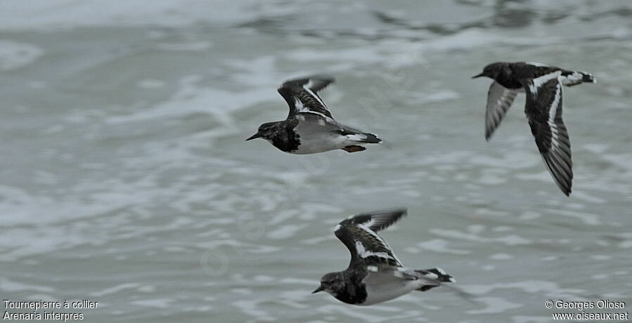 Ruddy Turnstoneadult post breeding, Flight