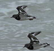 Ruddy Turnstone