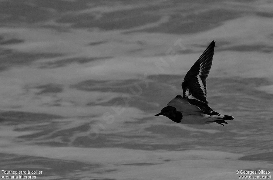 Tournepierre à collier, identification