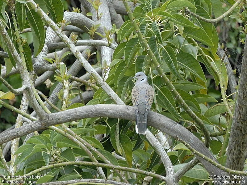 Tourterelle des boisadulte nuptial, identification