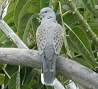 European Turtle Dove