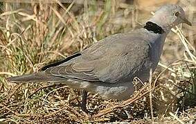 Ring-necked Dove