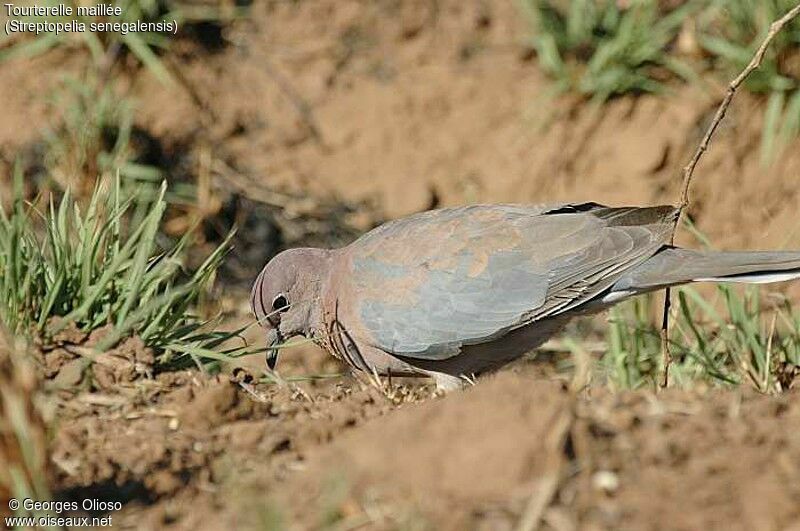 Laughing Dove