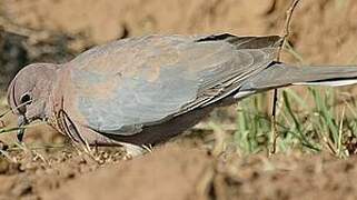 Laughing Dove