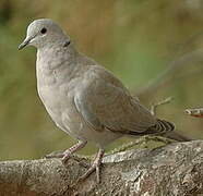 Eurasian Collared Dove