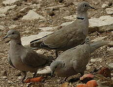 Eurasian Collared Dove