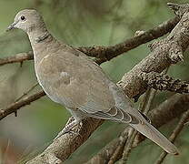 Eurasian Collared Dove