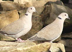 Eurasian Collared Dove