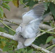 Eurasian Collared Dove