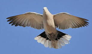 Eurasian Collared Dove