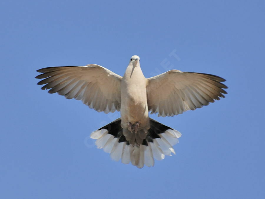 Eurasian Collared Dove