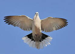 Eurasian Collared Dove