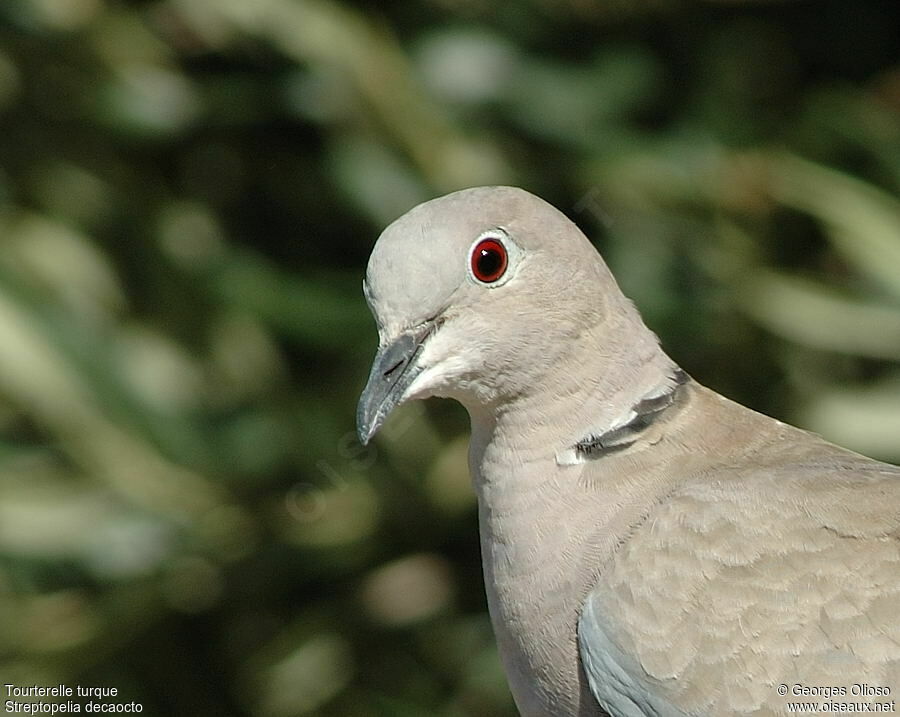 Eurasian Collared Doveadult, identification