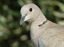 Eurasian Collared Dove