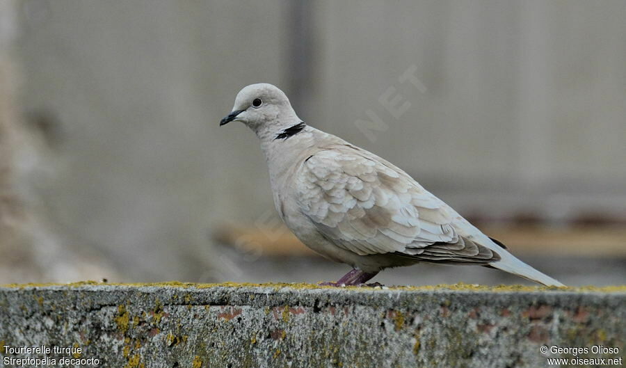 Tourterelle turqueadulte nuptial, identification