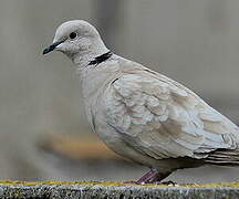 Eurasian Collared Dove