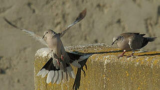 Eurasian Collared Dove