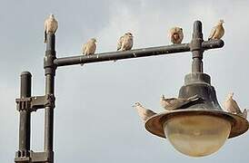 Eurasian Collared Dove