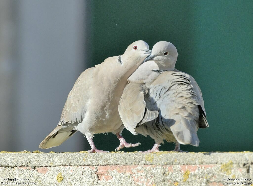 Eurasian Collared Dove , identification, Behaviour