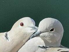 Eurasian Collared Dove