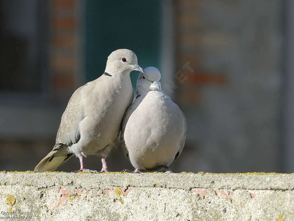 Eurasian Collared Doveadult, courting display, Behaviour