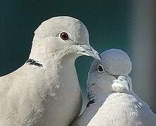 Eurasian Collared Dove