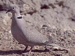 Eurasian Collared Dove