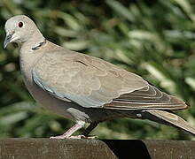 Eurasian Collared Dove