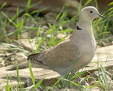 Eurasian Collared Dove