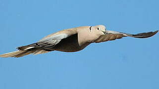 Eurasian Collared Dove