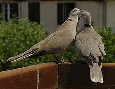 Eurasian Collared Dove