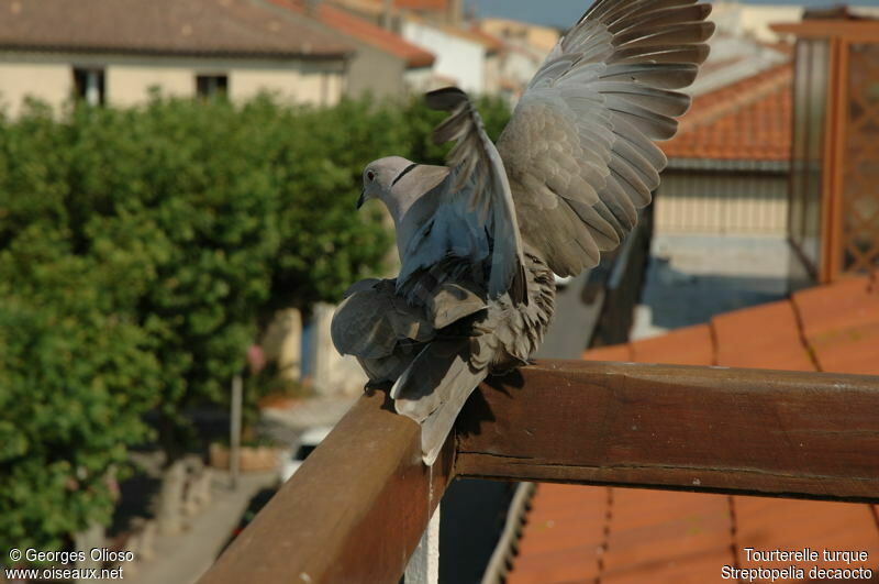 Eurasian Collared Dove adult breeding