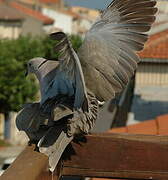 Eurasian Collared Dove