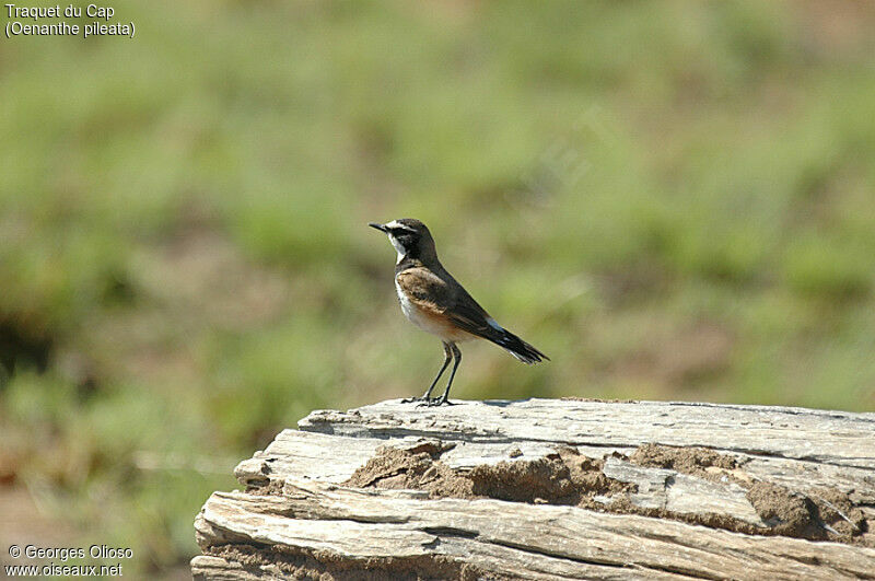 Capped Wheatear