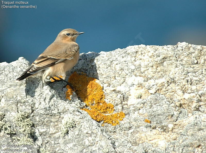 Northern Wheatear