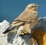 Northern Wheatear