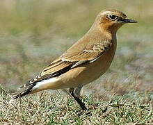 Northern Wheatear