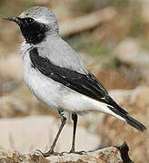 Northern Wheatear