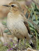 Northern Wheatear