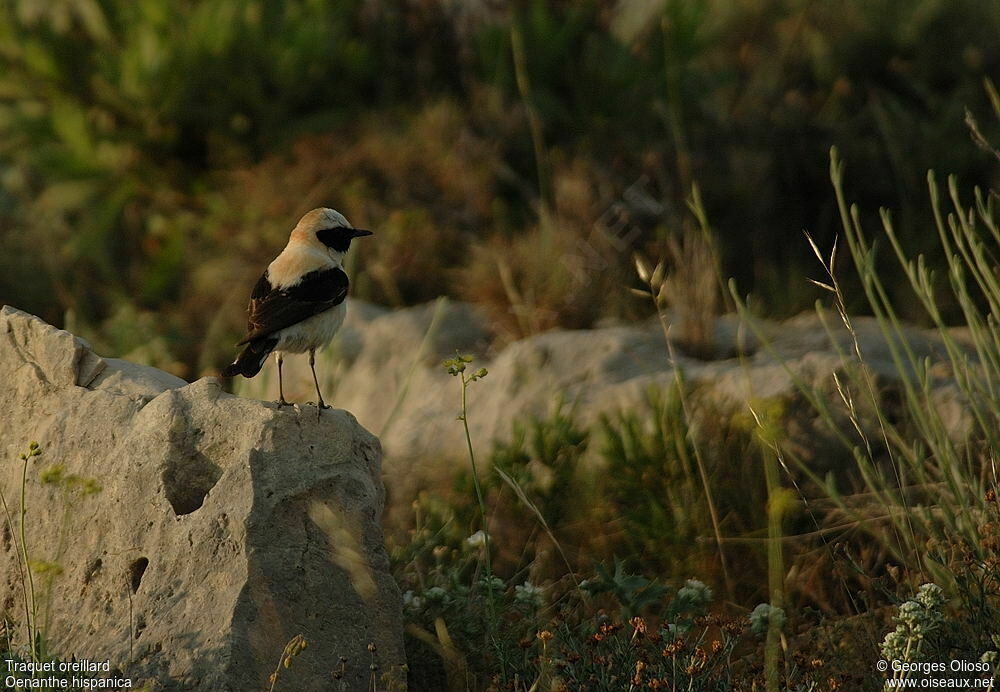 Black-eared Wheatear male adult breeding