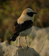 Western Black-eared Wheatear