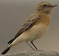 Pied Wheatear