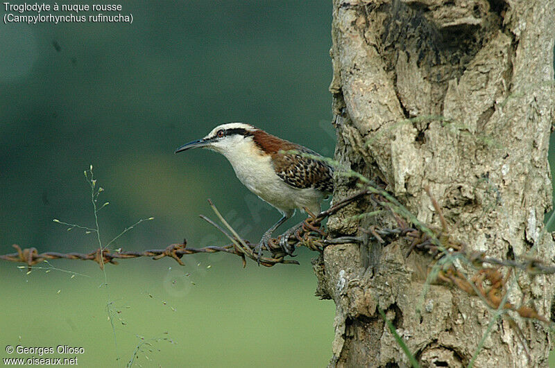 Veracruz Wren