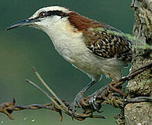 Rufous-naped Wren